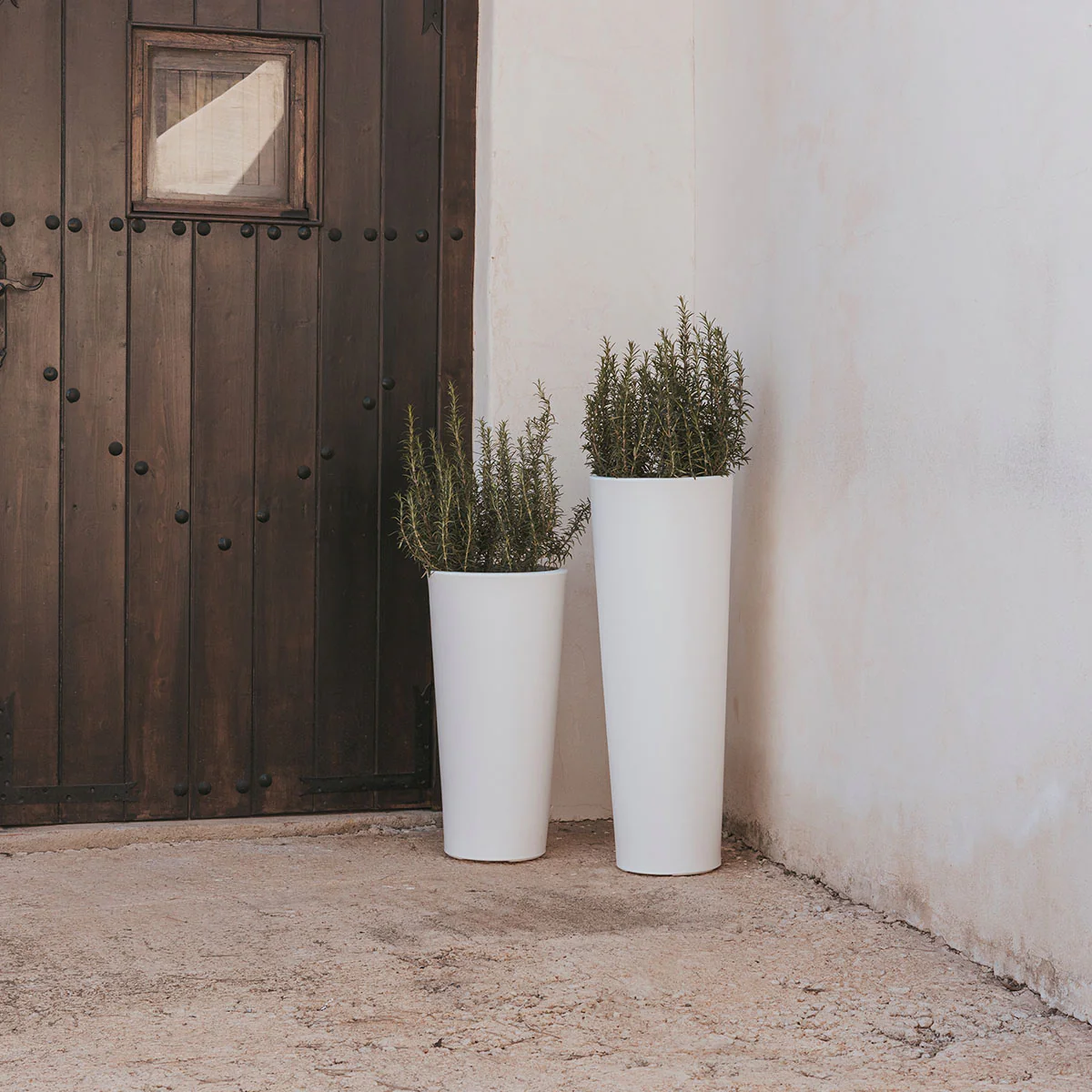 POT DE FLEURS HAUT FICUS 60 - Image 3