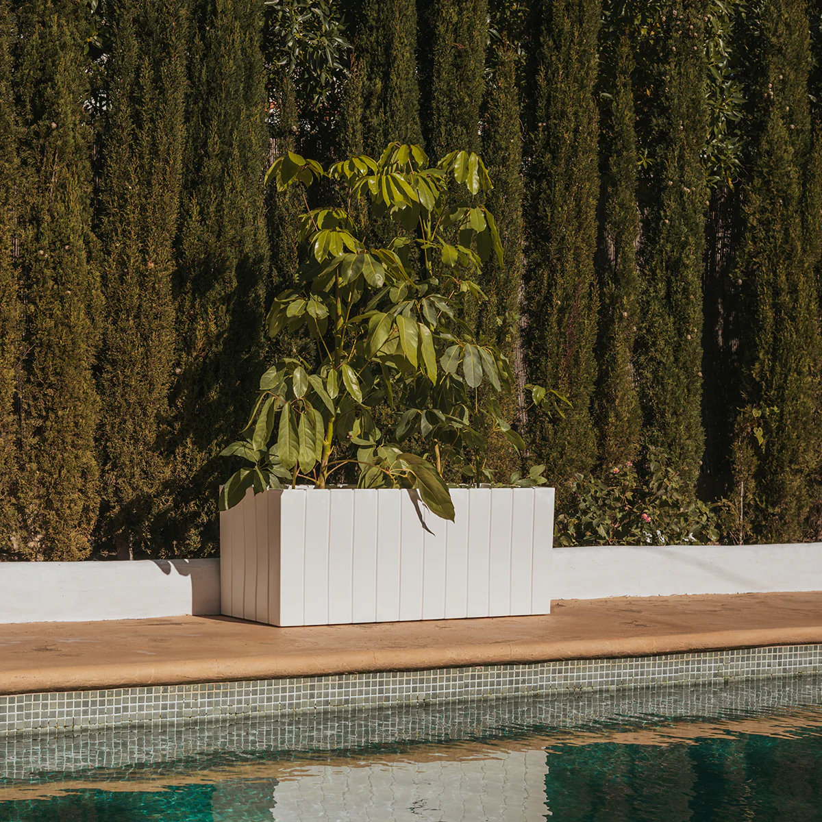 JARDINIÈRE OLIVO LARGE - Image 6