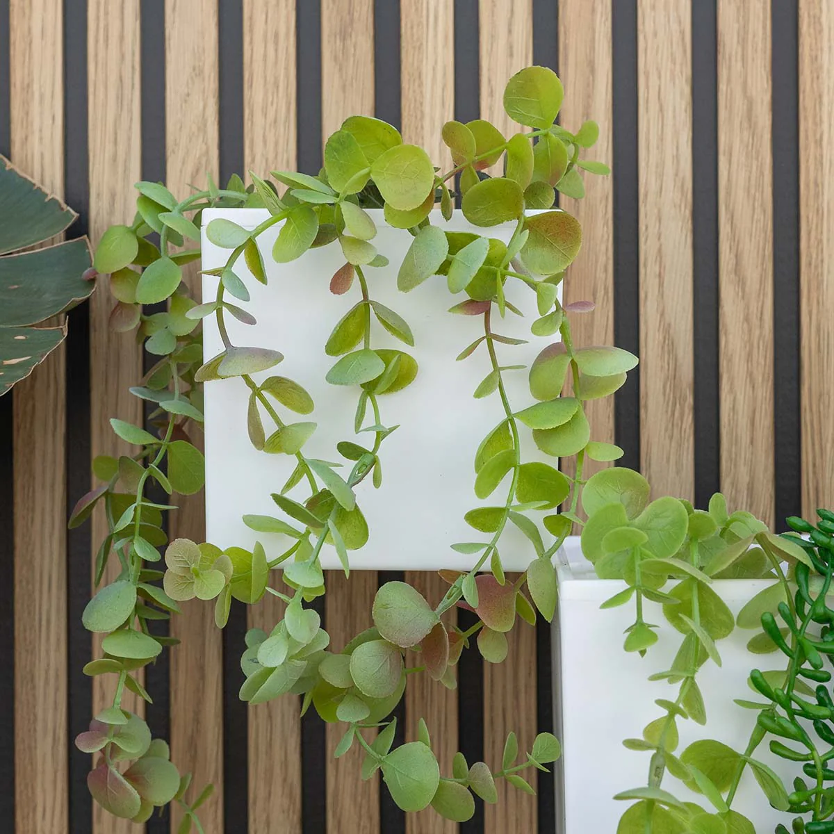 Pack Appliques Murales Solaires WALLY + Pots Muraux | Éclairage et Jardin Vertical Durable - Image 4